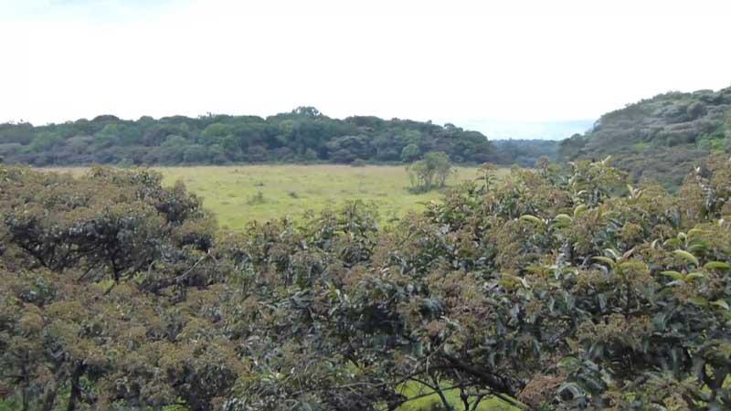 Kakamega-forrest