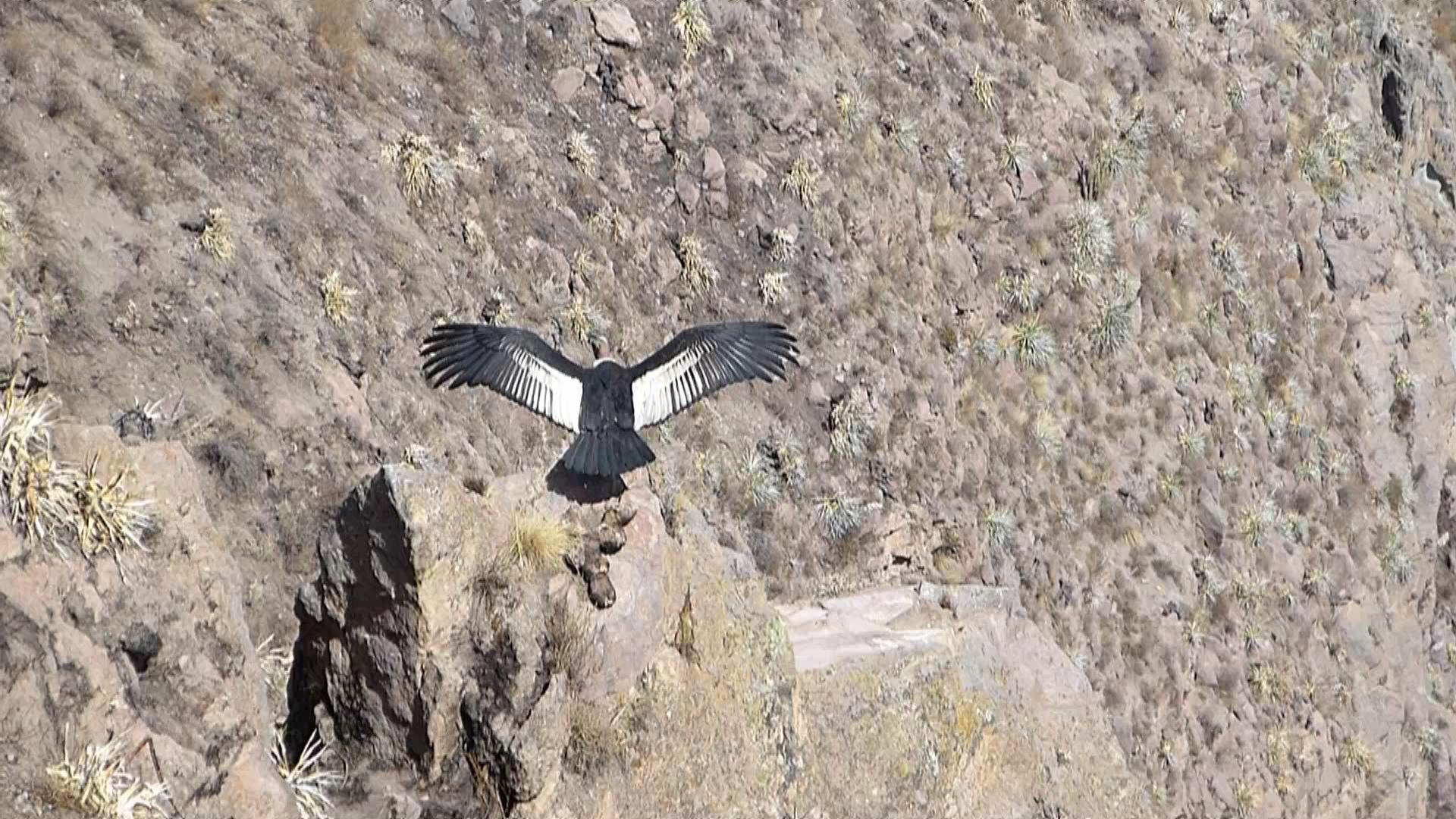 Colca Canyopn