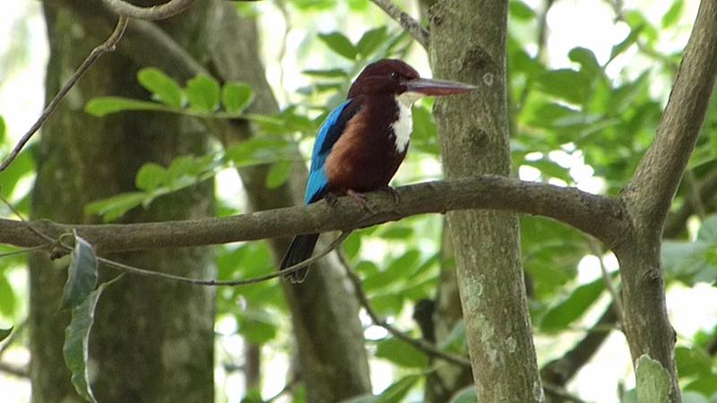 Kandy Botanische Tuin